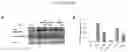 Fig. 16 - ARTIFICIAL T-CELL STIMULATING MATRIX FOR IMMUNOTHERAPY