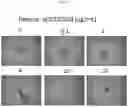 Fig. 19 - ARTIFICIAL T-CELL STIMULATING MATRIX FOR IMMUNOTHERAPY
