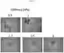 Fig. 21 - ARTIFICIAL T-CELL STIMULATING MATRIX FOR IMMUNOTHERAPY