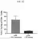 Fig. 33 - ARTIFICIAL T-CELL STIMULATING MATRIX FOR IMMUNOTHERAPY