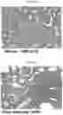 Fig. 08 - INFLAMMASOME-TARGETED RNA INTERFERENCE APPROACH TO TREATING KIDNEY INJURY AND DISEASE