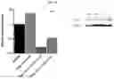 Fig. 28 - INFLAMMASOME-TARGETED RNA INTERFERENCE APPROACH TO TREATING KIDNEY INJURY AND DISEASE