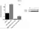 Fig. 29 - INFLAMMASOME-TARGETED RNA INTERFERENCE APPROACH TO TREATING KIDNEY INJURY AND DISEASE