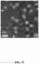 Fig. 18 - BLOCK COPOLYMERS AND USES THEREOF