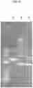 Fig. 27 - Synthetic DNA vectors and methods of use