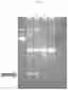 Fig. 29 - Synthetic DNA vectors and methods of use