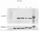 Fig. 37 - Synthetic DNA vectors and methods of use