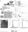 Fig. 11 - MAGNETOELECTRIC DATA AND POWER TO MINIATURE BIODEVICES WITH TUNABLE AMPLITUDE AND WAVEFORM