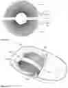 Fig. 28 - Methods and devices for aesthetic treatment of biological structures by radiofrequency and magnetic energy