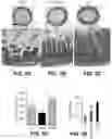 Fig. 06 - LOW-LEVEL LIGHT THERAPY FOR RESTORING GUT MICROBIOTA
