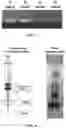 Fig. 07 - MULTI-LAYERED FILTER FOR SEPARATING BLOOD COMPONENTS AND DISEASE DIAGNOSIS KIT USING THE SAME