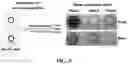 Fig. 08 - MULTI-LAYERED FILTER FOR SEPARATING BLOOD COMPONENTS AND DISEASE DIAGNOSIS KIT USING THE SAME