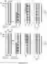 Fig. 12 - DEVICES, PROCESSES, AND SYSTEMS FOR DETERMINATION OF NUCLEIC ACID SEQUENCE, EXPRESSION, COPY NUMBER, OR METHYLATION CHANGES USING COMBINED NUCLEASE, LIGASE, POLYMERASE, AND SEQUENCING REACTIONS