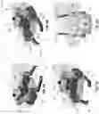 Fig. 12 - Clutter-clearing robotic system
