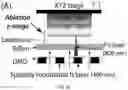 Fig. 05 - Hybrid additive-subtractive laser fabrication platform for shaping hydrogels