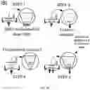 Fig. 10 - Hybrid additive-subtractive laser fabrication platform for shaping hydrogels