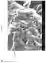 Fig. 09 - Process for Producing A Highly Activated, Monolithic Net-Shaped Biochar Electrode