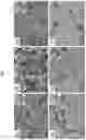 Fig. 04 - Doped tin oxide particles and doped tin oxide shells for core-shell particles