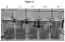 Fig. 03 - METHODS AND COMPOSITIONS FOR TREATING PRODUCED WATER