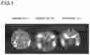 Fig. 02 - DECORATIVE GLASS ARTICLE