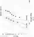 Fig. 09 - Transparent beta-quartz glass ceramics