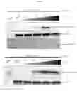 Fig. 02 - HALOGENATED PHENYLSULFONAMIDE HYDROXAMIC ACID COMPOUNDS, COMPOSITIONS AND USES THEREOF AS SELECTIVE HDAC6 INHIBITORS