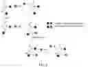 Fig. 03 - BIOCONJUGATION REAGENT AND METHODS