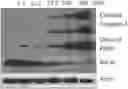 Fig. 01 - THERAPEUTIC AGENTS AND METHODS OF TREATMENT