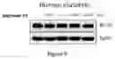 Fig. 04 - THERAPEUTIC AGENTS AND METHODS OF TREATMENT
