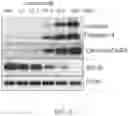 Fig. 07 - THERAPEUTIC AGENTS AND METHODS OF TREATMENT