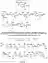 Fig. 03 - METHODS AND MATERIALS FOR INCREASING OR MAINTAINING NICOTINAMIDE MONONUCLEOTIDE ADENYLYL TRANSFERASE-2 (NMNAT2) POLYPEPTIDE LEVELS