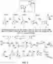 Fig. 04 - METHODS AND MATERIALS FOR INCREASING OR MAINTAINING NICOTINAMIDE MONONUCLEOTIDE ADENYLYL TRANSFERASE-2 (NMNAT2) POLYPEPTIDE LEVELS