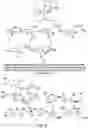 Fig. 05 - METHODS AND MATERIALS FOR INCREASING OR MAINTAINING NICOTINAMIDE MONONUCLEOTIDE ADENYLYL TRANSFERASE-2 (NMNAT2) POLYPEPTIDE LEVELS