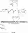 Fig. 07 - METHODS AND MATERIALS FOR INCREASING OR MAINTAINING NICOTINAMIDE MONONUCLEOTIDE ADENYLYL TRANSFERASE-2 (NMNAT2) POLYPEPTIDE LEVELS