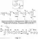 Fig. 12 - METHODS AND MATERIALS FOR INCREASING OR MAINTAINING NICOTINAMIDE MONONUCLEOTIDE ADENYLYL TRANSFERASE-2 (NMNAT2) POLYPEPTIDE LEVELS