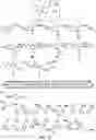 Fig. 13 - METHODS AND MATERIALS FOR INCREASING OR MAINTAINING NICOTINAMIDE MONONUCLEOTIDE ADENYLYL TRANSFERASE-2 (NMNAT2) POLYPEPTIDE LEVELS
