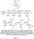 Fig. 15 - METHODS AND MATERIALS FOR INCREASING OR MAINTAINING NICOTINAMIDE MONONUCLEOTIDE ADENYLYL TRANSFERASE-2 (NMNAT2) POLYPEPTIDE LEVELS