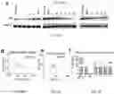 Fig. 06 - COMPOUNDS FOR TARGETED THERAPIES OF CASTRATION RESISTANT PROSTATE CANCER