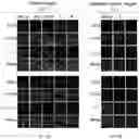 Fig. 08 - COMPOUNDS FOR TARGETED THERAPIES OF CASTRATION RESISTANT PROSTATE CANCER