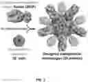 Fig. 02 - Self-assembling protein nanostructures displaying paramyxovirus and/or pneumovirus F proteins and their use