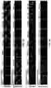 Fig. 11 - SPLIT PHOTOACTIVE YELLOW PROTEIN COMPLEMENTATION SYSTEM AND USES THEREOF