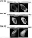 Fig. 13 - SPLIT PHOTOACTIVE YELLOW PROTEIN COMPLEMENTATION SYSTEM AND USES THEREOF