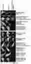 Fig. 14 - SPLIT PHOTOACTIVE YELLOW PROTEIN COMPLEMENTATION SYSTEM AND USES THEREOF
