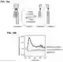 Fig. 15 - SPLIT PHOTOACTIVE YELLOW PROTEIN COMPLEMENTATION SYSTEM AND USES THEREOF