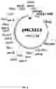 Fig. 06 - Msp nanopores and uses thereof