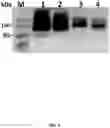 Fig. 07 - Msp nanopores and uses thereof
