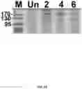 Fig. 16 - Msp nanopores and uses thereof