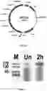 Fig. 21 - Msp nanopores and uses thereof