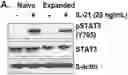Fig. 01 - STAT3 TRANSCRIPTOME FOR DESIGNING MORE POTENT NK CELLS