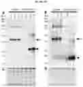 Fig. 06 - RECOMBINANT MILK PROTEINS AND FOOD COMPOSITIONS COMPRISING THE SAME